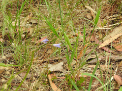 Wahlenbergia stricta stricta
