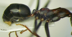 Cataglyphis nodus