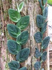 Monstera subpinnata