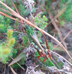 Chorthippus binotatus