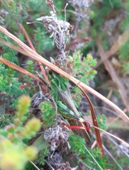 Chorthippus binotatus