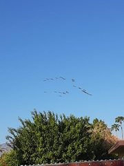 Branta canadensis