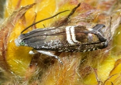 Grapholita internana