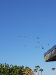 Branta canadensis