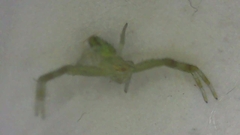 Thomisidae