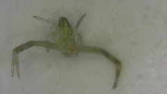 Thomisidae