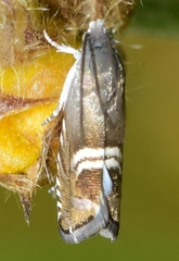 Grapholita internana