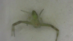 Thomisidae