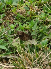 Panyapedaliodes drymaea