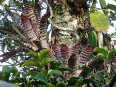 Aechmea chantinii