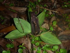 Typhonium johnsonianum