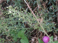 Scrophularia canina canina
