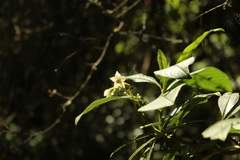 Solanum oblongifolium