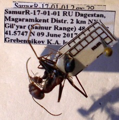 Cataglyphis nodus