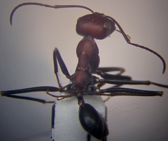 Cataglyphis nodus