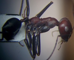 Cataglyphis nodus