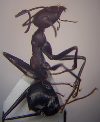 Cataglyphis nodus