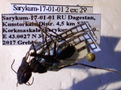 Cataglyphis nodus