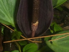 Typhonium johnsonianum