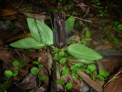 Typhonium johnsonianum