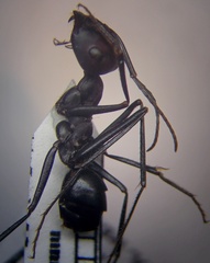 Cataglyphis nodus