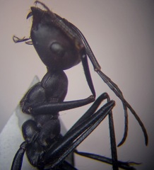 Cataglyphis nodus