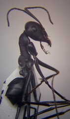 Cataglyphis nodus