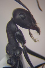 Cataglyphis nodus
