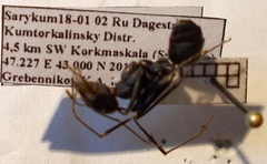 Cataglyphis nodus