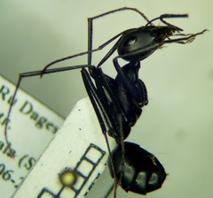 Cataglyphis nodus