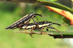 Rhinotia lineata