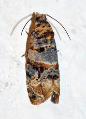 Lobesia botrana