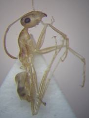 Cataglyphis pallida