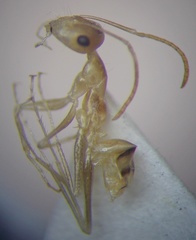 Cataglyphis pallida
