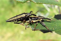 Rhinotia lineata