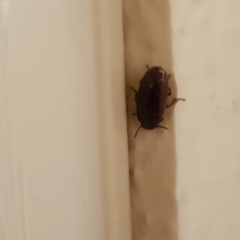Coleoptera