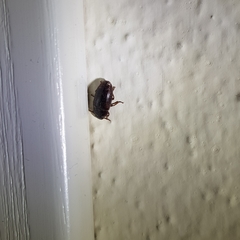 Coleoptera