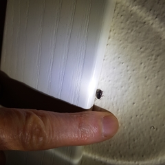 Coleoptera