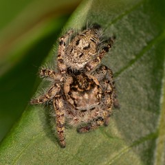 Phidippus asotus