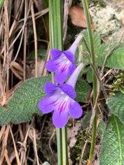 Streptocarpus cyaneus