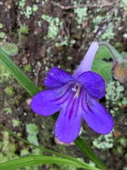 Streptocarpus cyaneus