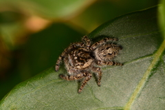 Phidippus asotus