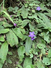 Streptocarpus cyaneus