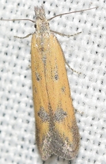 Mesophleps ochracella
