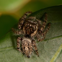 Phidippus asotus