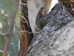 Sceloporus spinosus