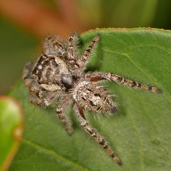 Phidippus asotus