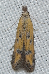 Mesophleps trinotella