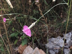 Dianthus longicaulis