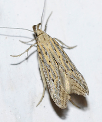 Metzneria paucipunctella